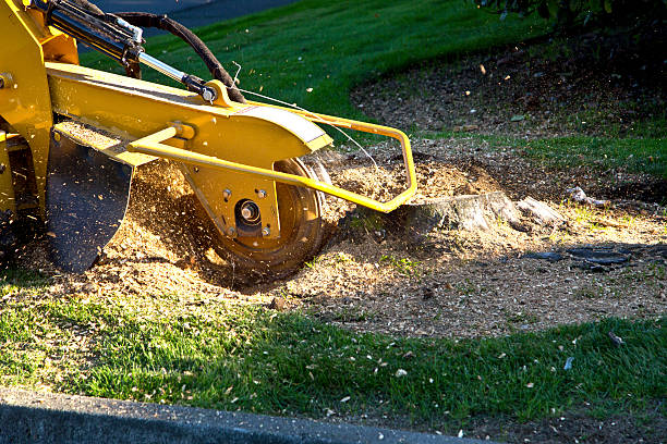 Best Utility Line Clearance  in Salmon, ID